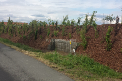 Röthegrund-Magnolienweg2